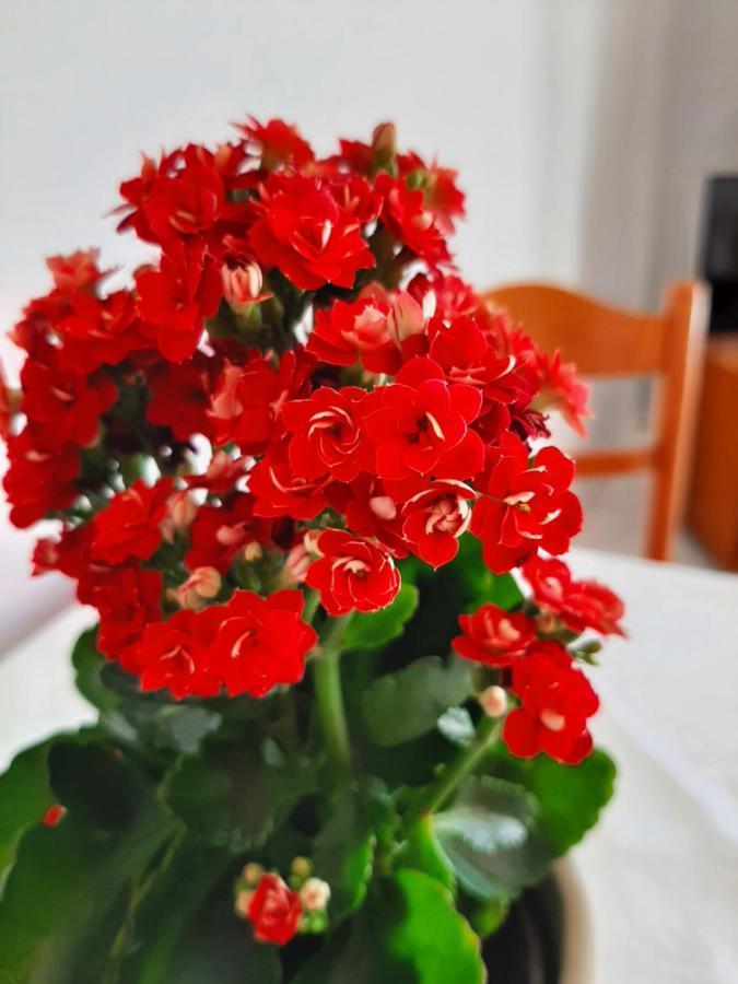 Ammousa Hotel Apartments Lixouri Zewnętrze zdjęcie